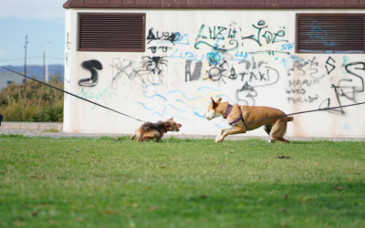 ¿Es importante tener una buena base de lenguaje canino?