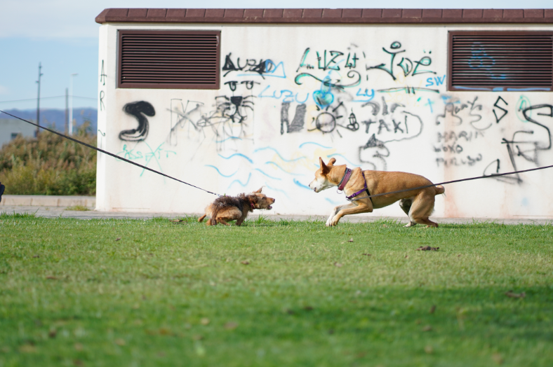 ¿Es importante tener una buena base de lenguaje canino?