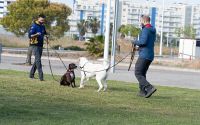 El “sentado” no significa calma: la señal que casi todos interpretan mal