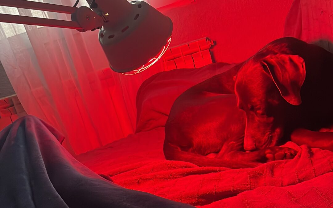 Criterio veterinario: cuando cuidar de tu perro también significa saber decir “hasta aquí”