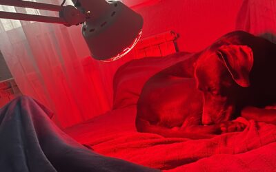 Criterio veterinario: cuando cuidar de tu perro también significa saber decir “hasta aquí”